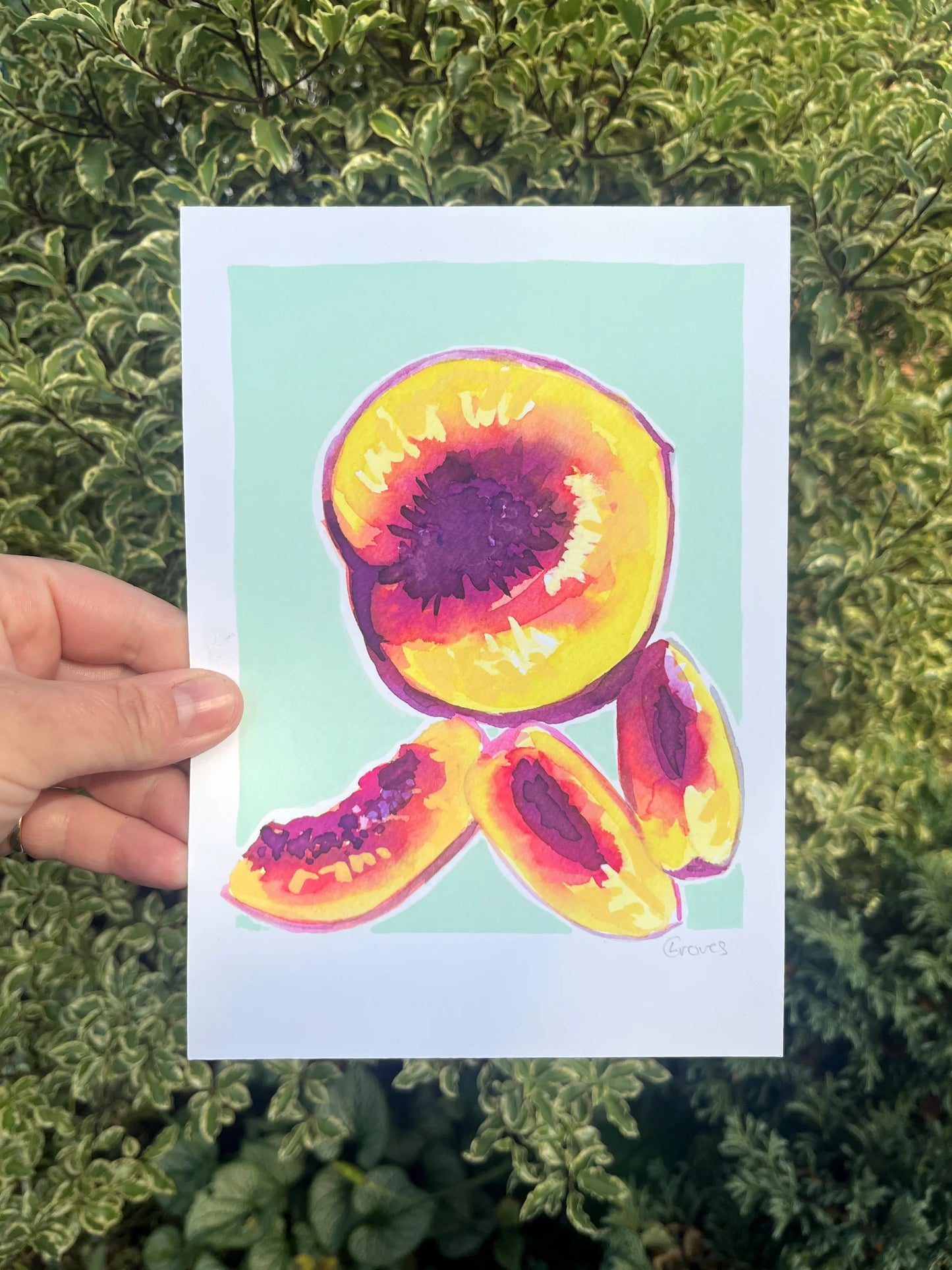 Nectarine A5 Art Print