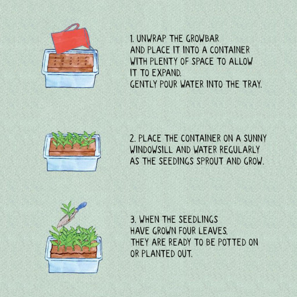 The Jane Austen Flower Grow Bar