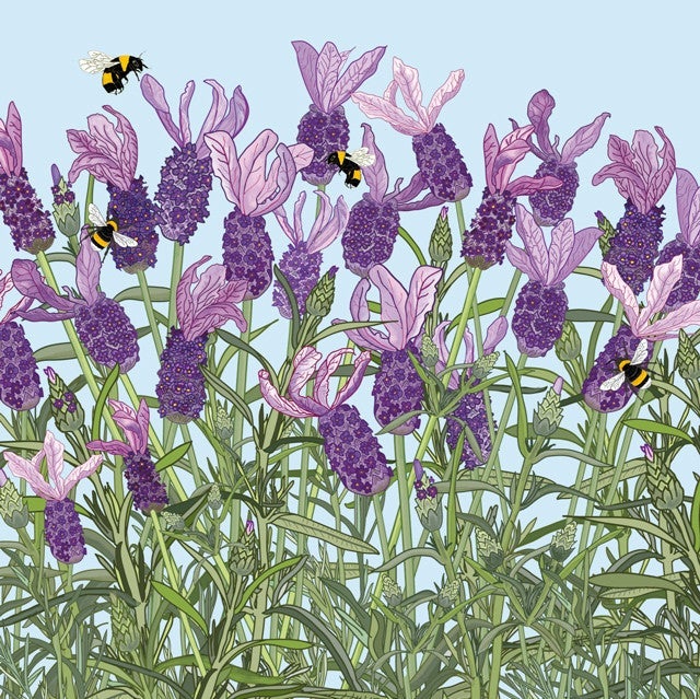 French Lavender Greetings Card By Mig Wyeth
