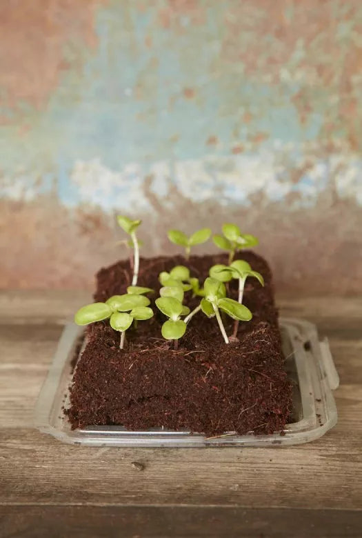 The Bee Grow Bar